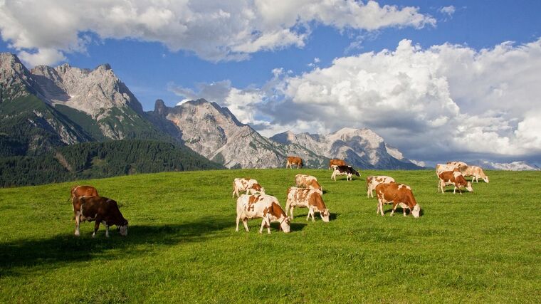 Komentář k článku „Rakouské zemědělství naším vzorem?“ z týdeníku Zemědělec