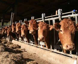 Za Limuzíny do Francie - nabídka zájezdu