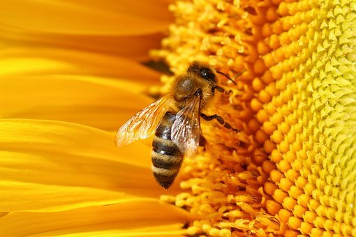 Včelař ze Slezska to zkouší s medomatem. Jeho podnik má sociální přesah