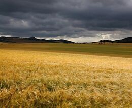 Na chvostu Evropy. Čeští zemědělci dostávají na hektar skoro nejméně v EU