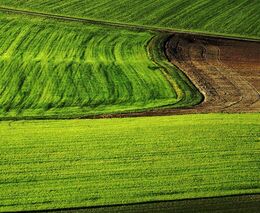 „Zbyde nám jen pšenice, ječmen a řepka.“ Česko jde proti evropskému omezení pesticidů