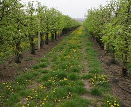 Nikdy nespí a jede nonstop. Robot ve vinohradu zastane práci za dva traktory