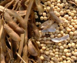 Kvůli erozi půdy se má měnit pěstování plodin, zemědělci měli výhrady