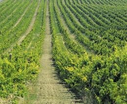 Vinaři testují kolektivní imunitu rostlin, vysazují odolné odrůdy s běžnými