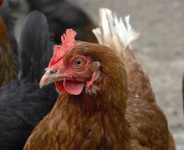 Za dražší vejce může málo slepic, přestavby klecových chovů i ptačí chřipka