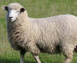 Výborný i kvůli tlakům aktivistů stáhl návrh na jednodušší rituální porážky