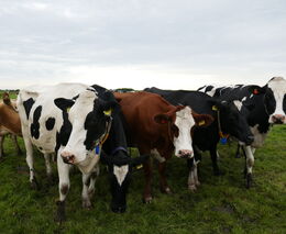 Ministr: Slovensko má čtvrté potvrzené ohnisko nákazy slintavkou a kulhavkou