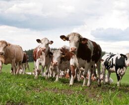 Týden podle PH č. 1 - 2022 (pH týdne: 4)