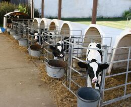 Slovensko odhaduje škody z epidemie slintavky zatím na 10 milionů eur