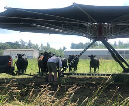 Principy regenerativní pastvy můžete aplikovat na dobytek i drůbež. Obnovíte půdní ekosystém