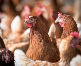 Víc místa pro slepice a konec stříhání zobáků. Ceny vajec i masa vyskočí