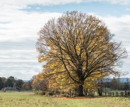 Týden podle PH 46 – 2021 (pH týdne 4)