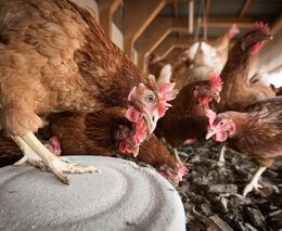 Zákaz klecových chovů se blíží. Stále v nich je ale téměř polovina nosnic