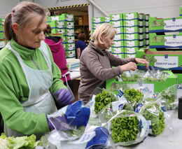 Ukrajinci pomáhají s nedostatkem pracovníků v zemědělství, dělají pomocné práce
